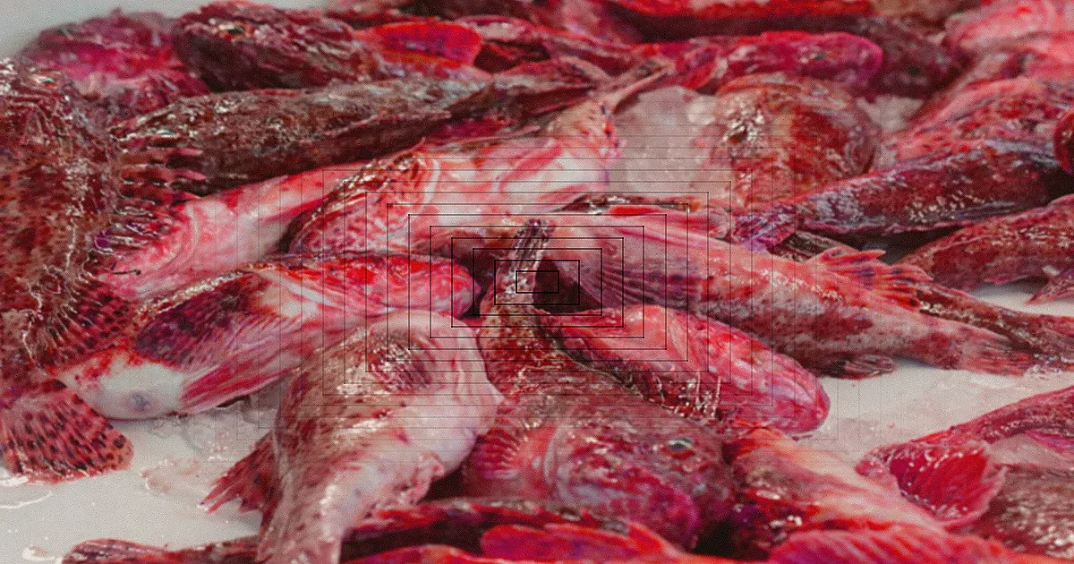Filés de peixe congelados em embalagens sobre uma superfície fria.